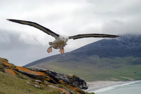 1st place Lumix digital photos 2006: Black-browed albatross over Saunders, one of the Falkland Islands