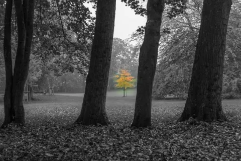 Ein Ahornbaum im Schlosspark von Husum