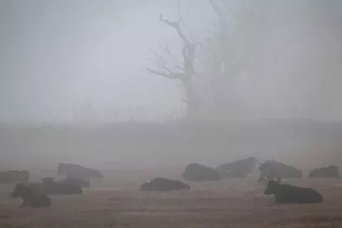 Camargue bulls in the early morning fog