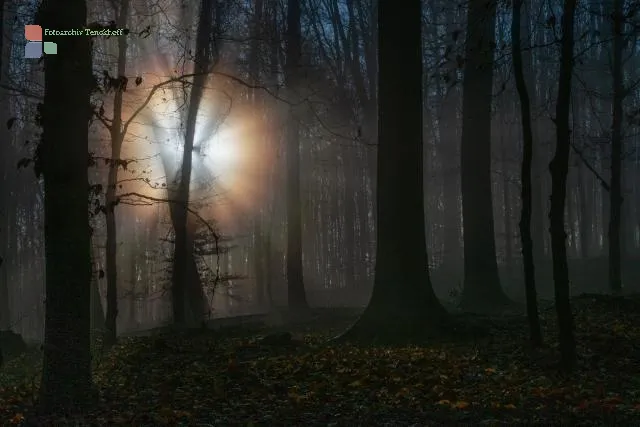 Sun and fog in the beech forest