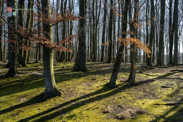 In den Buchenwäldern auf Rügen