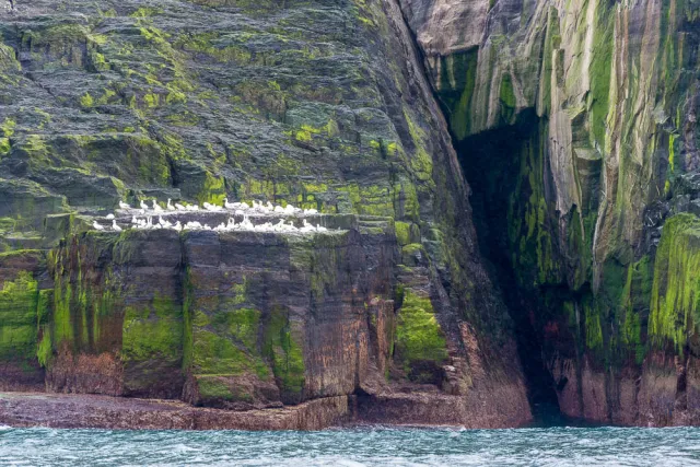 Northern gannet colony