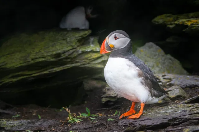 Atlantic puffin