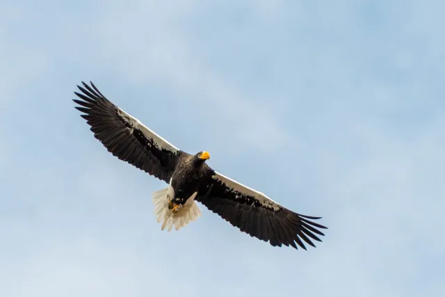 Riesenseeadler auf Hokkaido in Japan