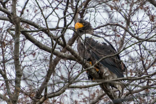 Riesenseeadler auf Hokkaido in Japan