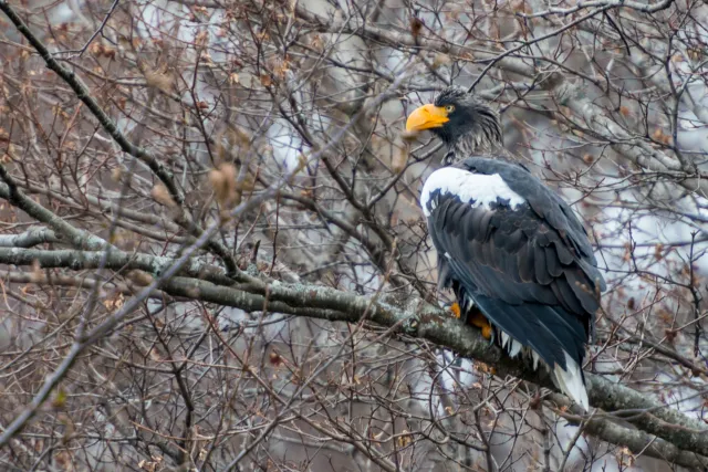 Riesenseeadler auf Hokkaido in Japan