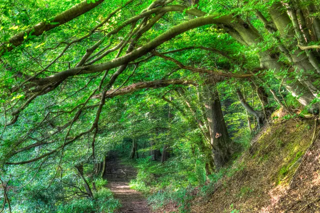 Hollow paths in the Hanfcreek valley