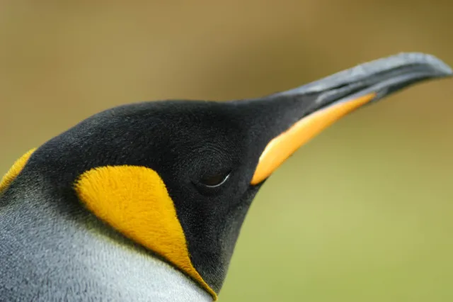 Königspinguin am Volunteerpoint, Ostinsel der Falklands