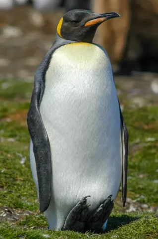 King penguin at Volunteerpoint, east island of the Falklands