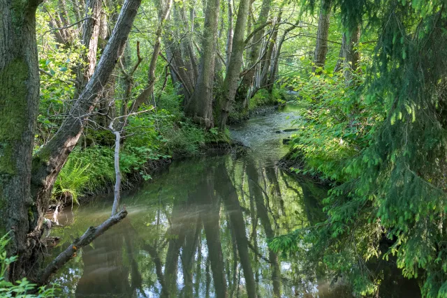 Fairytale Creek