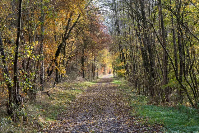 Autumn paths in the Hanfcreek valley