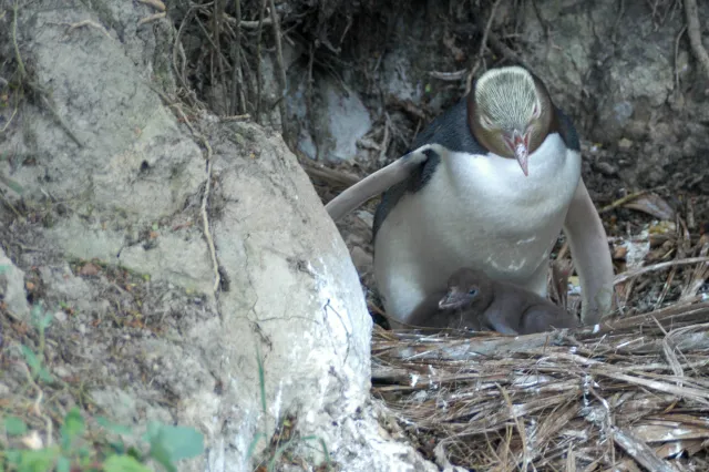 Gelbaugenpinguine in Omaru, Neuseeland