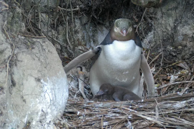 Yellow-eyed penguins in Omaru, New Zealand