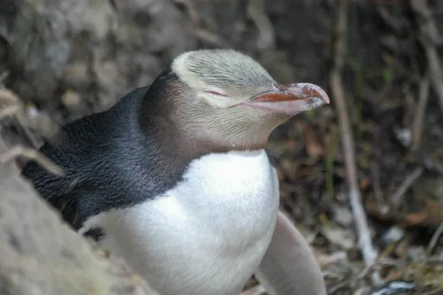 Yellow-eyed penguins in Omaru, New Zealand