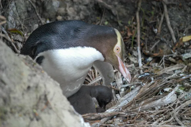 Yellow-eyed penguins in Omaru, New Zealand