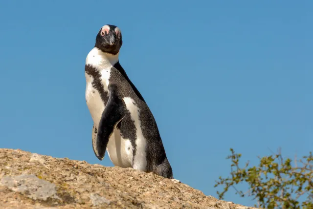 Brillenpinguine am "Boulders Beach" in Südafrika