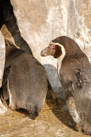 Humboldtpinguin (Mit freundlicher Genehmigung des Kölner Zoos)