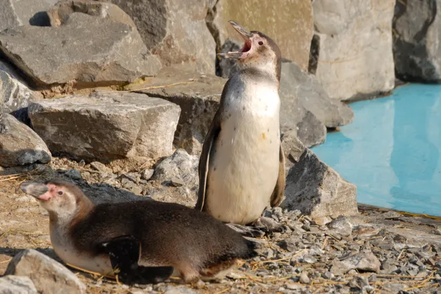 Humboldt penguin: young animal