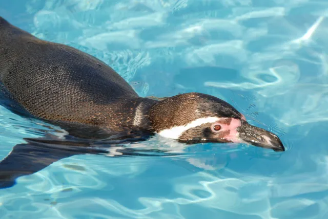 Humboldt penguin (With the kind permission of the Cologne Zoo)