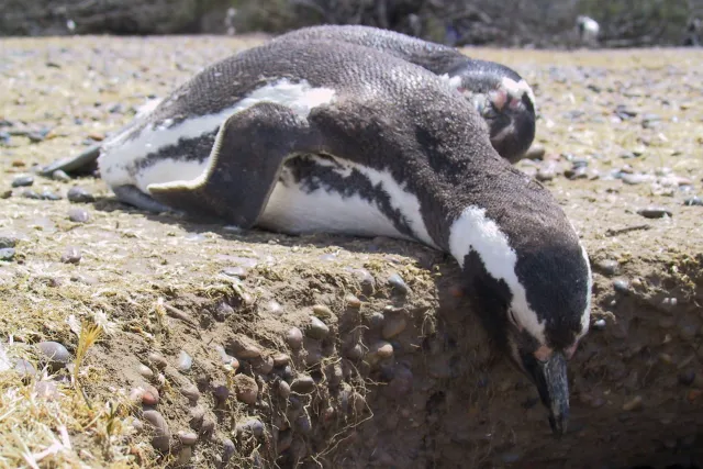 Magellanic penguins in Argentina