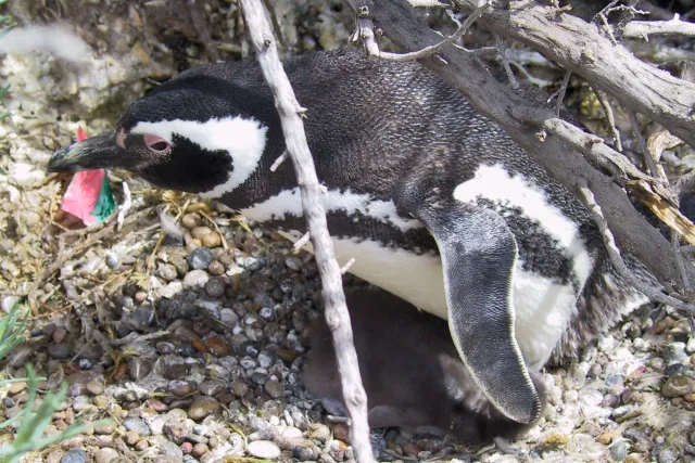 Magellanic penguins in Argentina