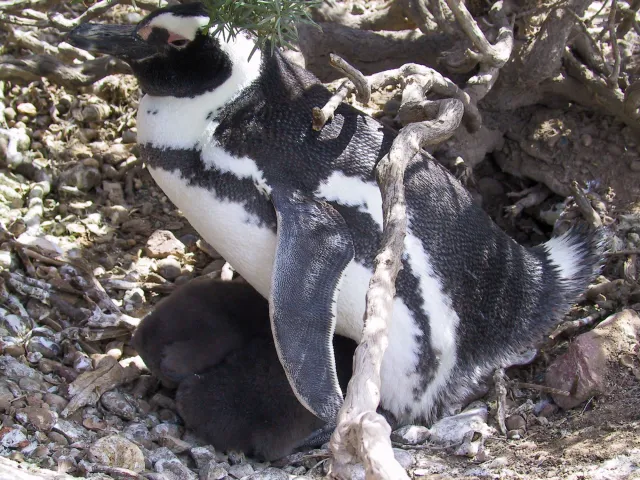 Magellan-Pinguine in Argentinien