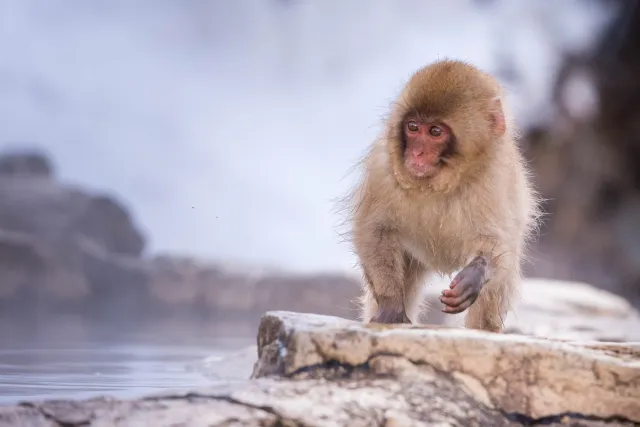 Young macaque by the hot pool, Yudanaka