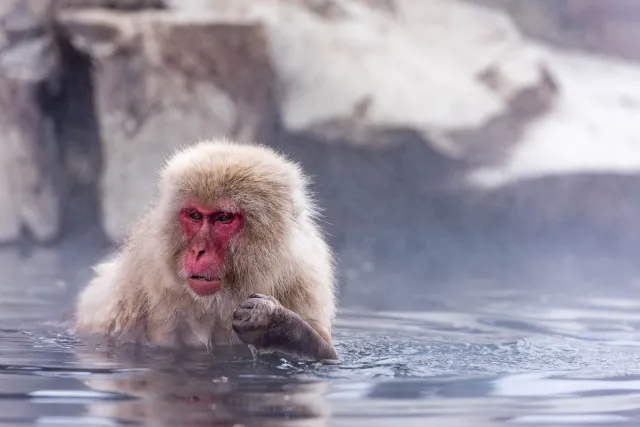 Japanese macaque in the hot pool, Yudanaka