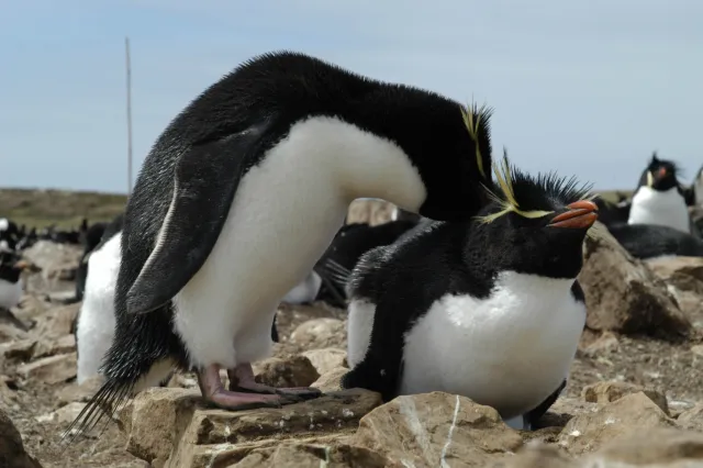 The rockhopper penguin colony on Pebble Island, one of the Falkland Islands