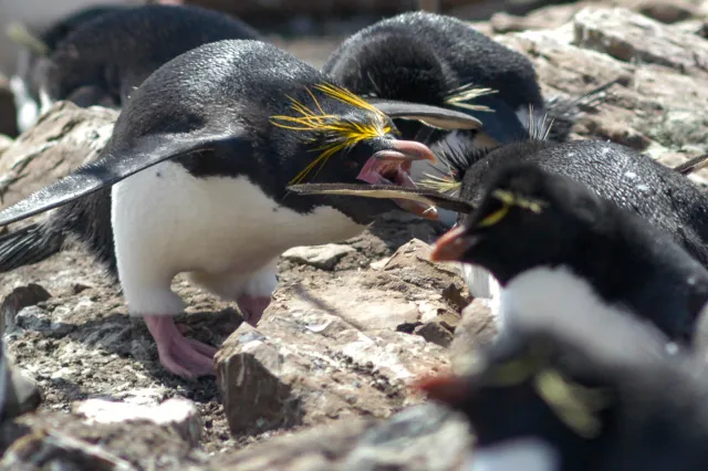 Goldschopfpinguine auf Pebble Island