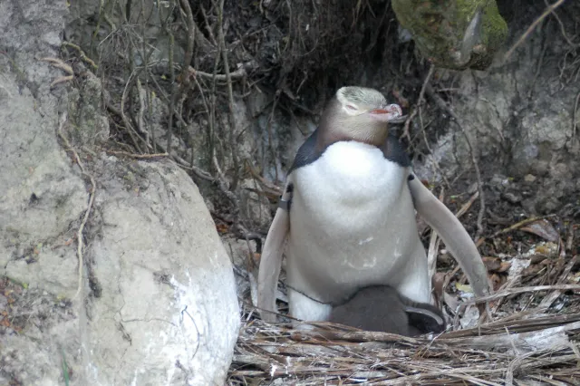 Yellow-eyed penguins in Omaru, New Zealand