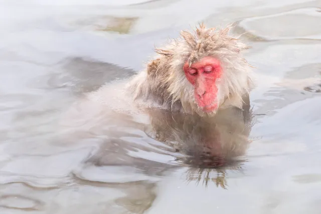 Japanischer Makake im heißen Pool, Yudanaka