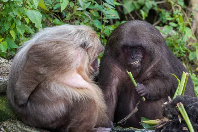 Macaque family with cub