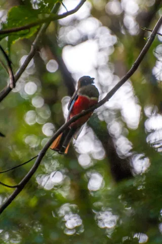 Bergtrogon im Urwald von Boquete, Panama