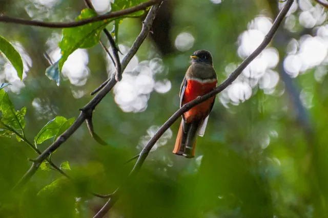 Bar-tailed trogon in the Boquete jungle, Panama