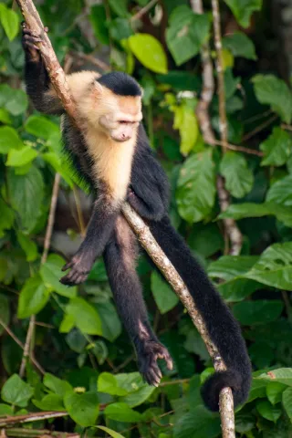 Panamanian white-faced capuchin on the Panama Canal