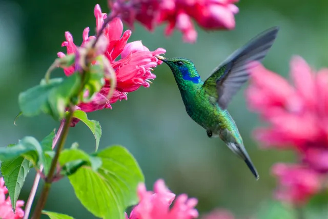 Veilchenohrkolibris in Boquete, Panama