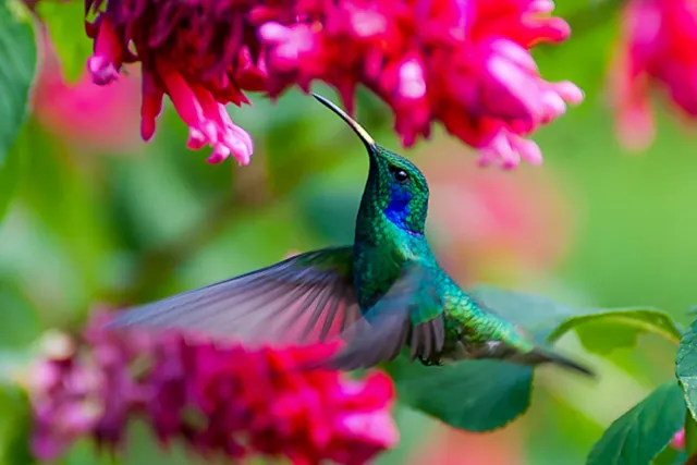 Veilchenohrkolibris in Boquete, Panama