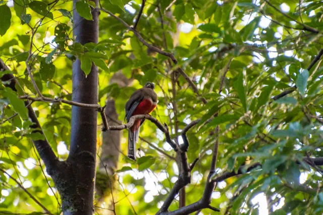 Bar-tailed trogon in the Boquete jungle, Panama