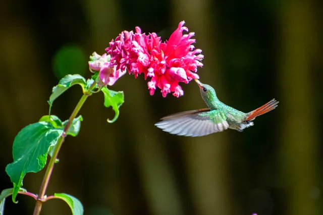 Rufous-tailed hummingbird in Boquete, Panama