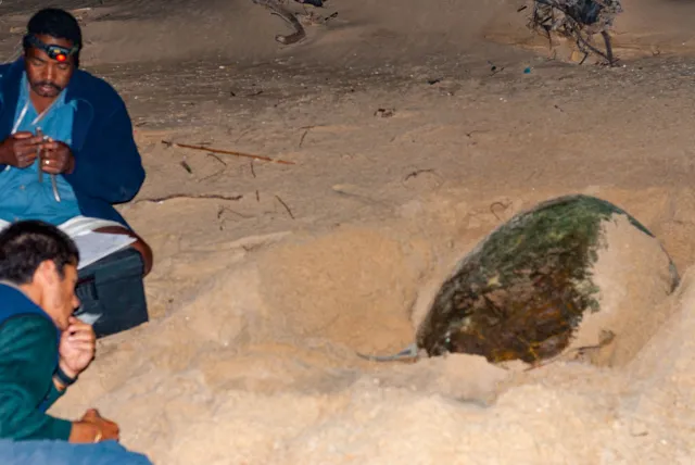 Lederschildkröte am Strand von Maputaland