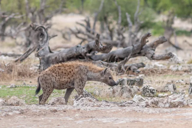 Tüpfelhyäne im Etoshapark in Namibia