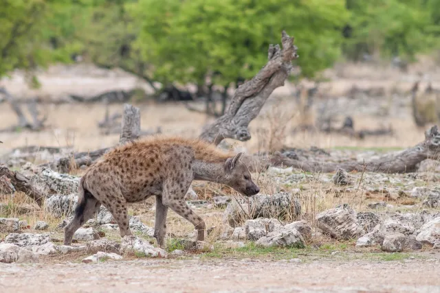 Spotted hyenas in the Etoshapark