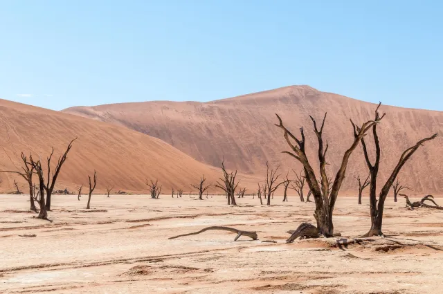 Dead camel thorn trees in Deadvlei