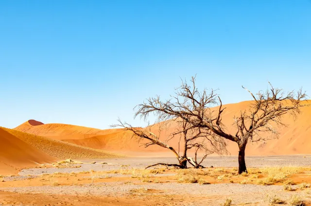 Tote Kameldornbäume im Deadvlei