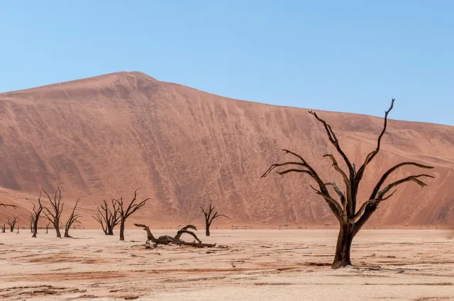 Tote Kameldornbäume im Deadvlei