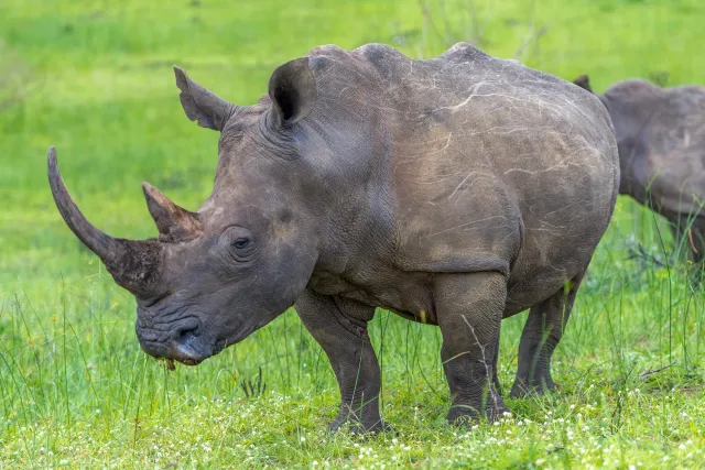 White rhinos in South Africa