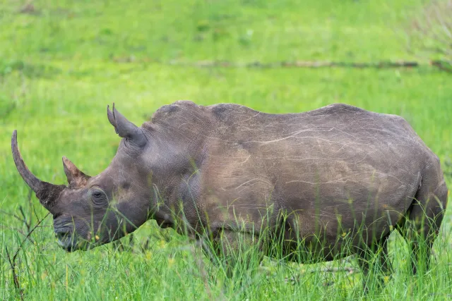 White rhinos in South Africa