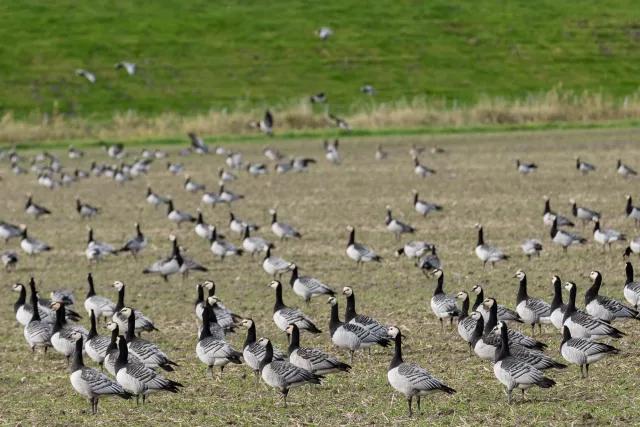 Barnacle geese over the Beltringharder Koog in the backlight