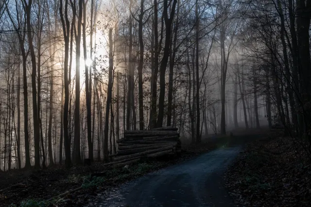 Sun and fog in the beech forest